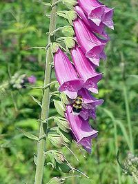 Foxglove.jpg