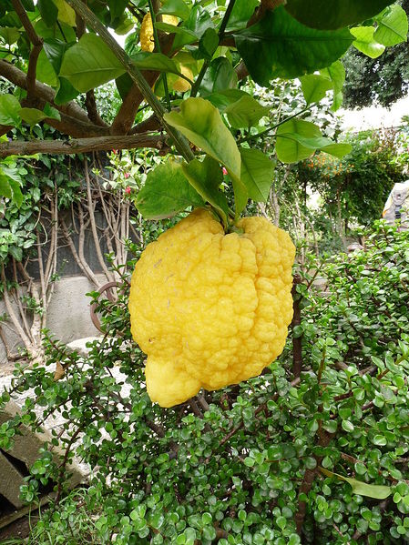 File:Lipari-Citrons.jpg